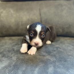 Kahula - Red tri female Miniature Australian Shepherd puppy in Oronogo, Missouri from Dutton's Show Me Farms