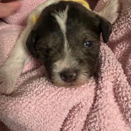 Boy 4 - Parti male Miniature Schnauzer puppy in Dunlap, Tennessee from Beards of Glory