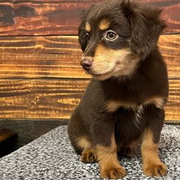 Zircon - Red tri male Miniature Australian Shepherd puppy in Sulphur, Louisiana from Triple J Aussies and Corgis