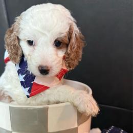 Grace - Parti female Goldendoodle puppy in Knoxville, Tennessee from Graystone Doodles