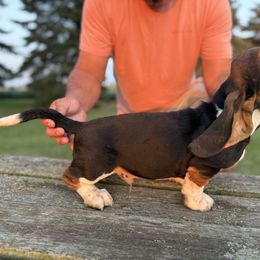 Boy 5 - Black tan and white male Basset Hound puppy in Hudson, Michigan from Bachman’s Kennel