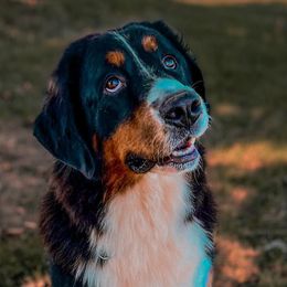 Bernese Mountain Dog and Golden Retriever All Grown Up from Gold Point Pups