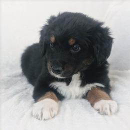 Boy 1 - Black tri-color male Australian Shepherd puppy in Yakima, Washington from Naches Heights Ranch