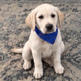 Red Collar Boy - Yellow male Labrador Retriever puppy in Las Vegas, Nevada from Lucky Labrador Retrievers