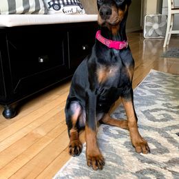 Doberman Pinscher Puppies from JM Dobermans