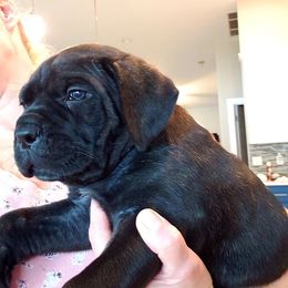 Cosa Nostra, Boy - Cane Corso puppy from Northgold Cane Corso