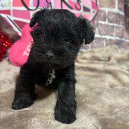 Tillie - Black female Miniature Schnauzer puppy in Lufkin, Texas from C&K’s Schnauzer House