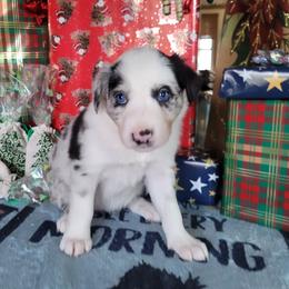 Jade - Slate merle female Border Collie puppy in Morgan, Texas from Shooting Star Ranch