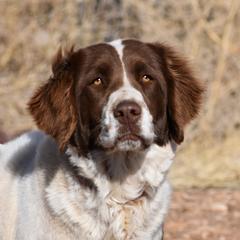 Lova - Drentsche Patrijshond