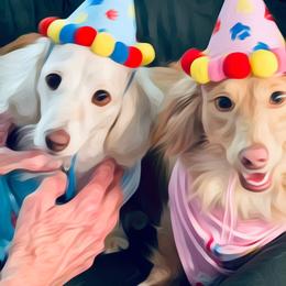 Dachshund Puppies from Meldox