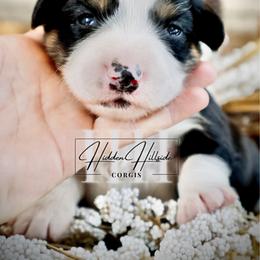 Tri Fluff Boy 2 Tail - Black and tan male Pembroke Welsh Corgi puppy in Locust Grove, Oklahoma from Hidden Hillsides Corgis