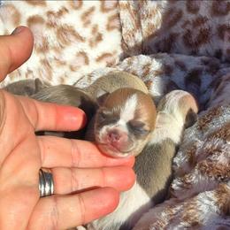 Baxter - Blue and white male Chihuahua puppy in Amity, Pennsylvania from Baxters Chihuahuas