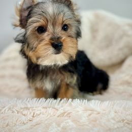 Boy 2 - Black and tan Yorkshire Terrier puppy in San Jose, California from Precious Yorkies
