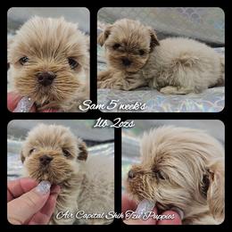 Sam - Cream and white male Shih Tzu puppy in Maize, Kansas from Air Capital Shih Tzu Puppies