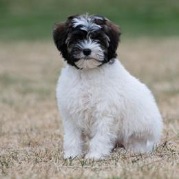 Lowchen Puppies from Dragonne Lowchen