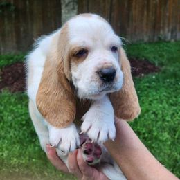 Cornelius - Lemon and white Basset Hound puppy in Chesapeake, Virginia from Yankee Bassets