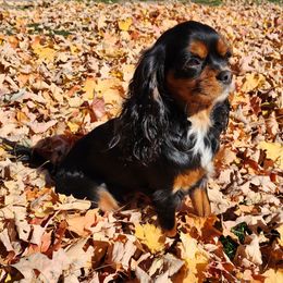 Roxy - Cavalier King Charles Spaniel