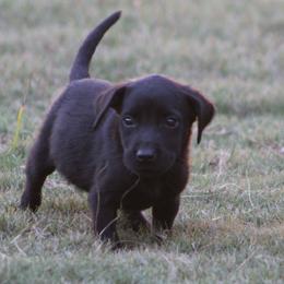 Nugget - Black male Labrador Retriever puppy in Four Oaks, North Carolina from TLC Retrievers