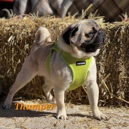 Thumper - Pug
