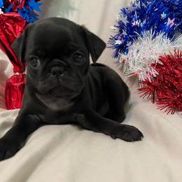 Olive - Black female Pug puppy in South Carolina from Nellies Pugs