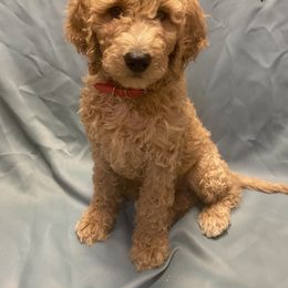 Goldendoodle Puppies from Main Street Goldendoodles