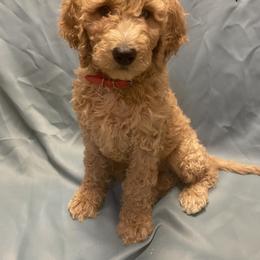 Goldendoodle Puppies from Main Street Goldendoodles