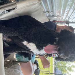 Goldendoodles, Schnoodles, and Sheepadoodles from Dood Ranch