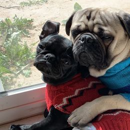 Pugs from Manistee Farms