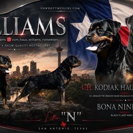 Boy 4 - Black and rust male Rottweiler puppy in San Antonio, Texas from VHWilliamsRottweilers