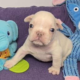 French Bulldog Puppies from MiAdorableFrenchies