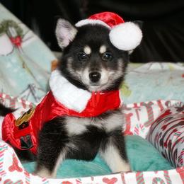 Pomsky, Rottweiler, Shetland Sheepdog, and Toy Shetland Sheepdog Puppies from Mountain High Kennels
