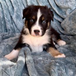Blaze - Black tri-color male Australian Shepherd puppy in Oxford, Florida from SoCo Aussies