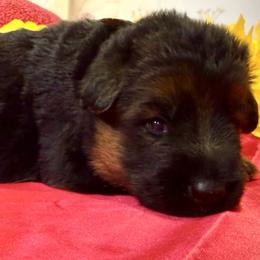 ADA YELLOW - Black and red female German Shepherd puppy in Yorkville, Illinois from Vom Archbold Haus World Class German Shepherds