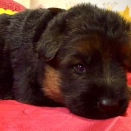 ADA YELLOW - Black and red female German Shepherd puppy in Yorkville, Illinois from Vom Archbold Haus World Class German Shepherds