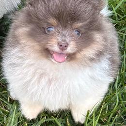 Wallace (Lavender and Tan Tri Parti Male) - Lavender male Pomeranian puppy in Buck Valley, Pennsylvania from Buck Valley Pomeranians