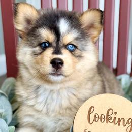 Wrangler - Tri-color male Pomsky puppy in Antioch, California from Golden State Pomskies