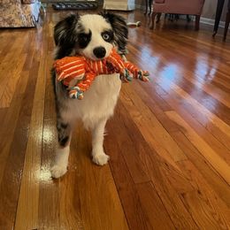 Miniature Australian Shepherd and Toy Australian Shepherd Puppies from Loyal Litters Toy Australian Shepherds