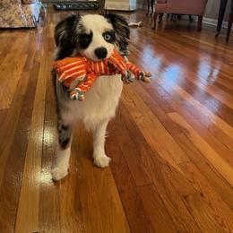 Miniature Australian Shepherd and Toy Australian Shepherd Puppies from Loyal Litters Toy Australian Shepherds