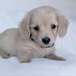 Will - Cream male Dachshund puppy in Richmond, Virginia from Irresistible Dachshunds & Cavaliers