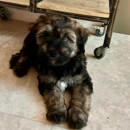 Spunky - Silver male Whoodle puppy in Concord, North Carolina from RockyRiverWhoodles