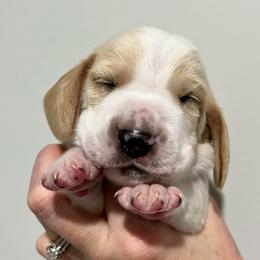 Snickers (green) - Red and white male Basset Hound puppy in Kingsport, Tennessee from Bear’s Bassets