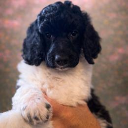 Jonny - Parti male Poodle puppy in Washington, Pennsylvania from Patriotic Poodles