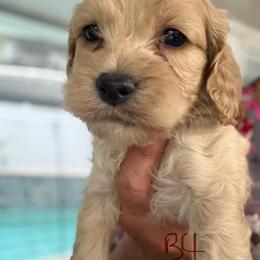 Giselle B4 Grey - Golden male Cockapoo puppy in Haines City, Florida from Camic Cockapoos