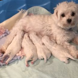 Maltese Puppies from Oak Grove Maltese
