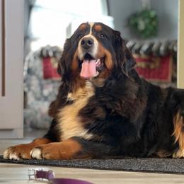 Bernese Mountain Dog puppies from Highland Meadows