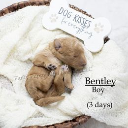 Boy 1 - male Goldendoodle puppy in Corona, California from Fluffy Puppy Mini Doodles LLC