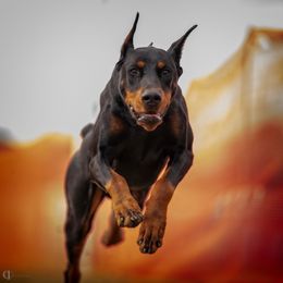 Odin - Doberman Pinscher