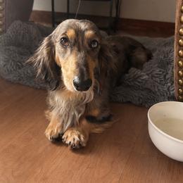 Marshall - Dachshund