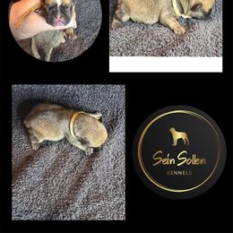 French Bulldog Puppies from Sein Sollen Kennels