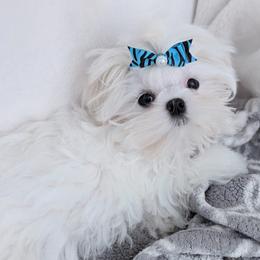 Shorty - White male Maltese puppy in Eureka, California from Bratpack Babydolls